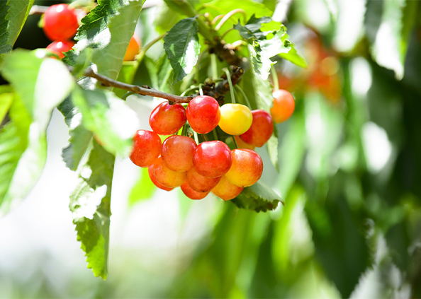 Lake Toya Fruit-Picking Tour