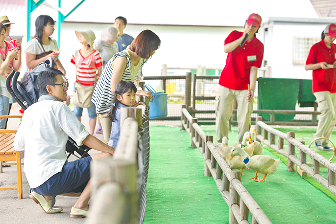 Duck race