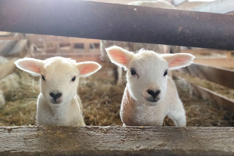 Rusutsu Resort welcomed a pair of mixed-breed baby sheep twins! Sheep's baby tour hold only on the weekend of March