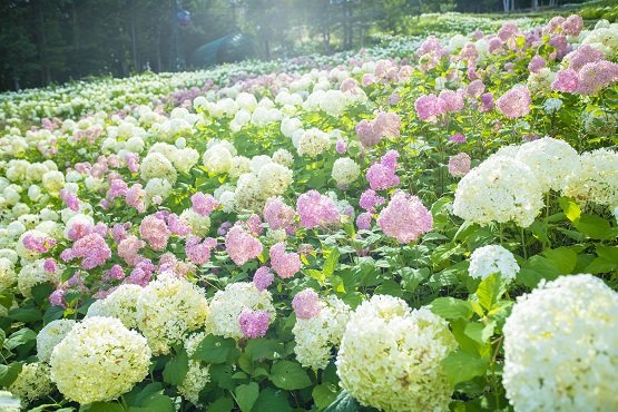 花のみち「ル・ノンノ」