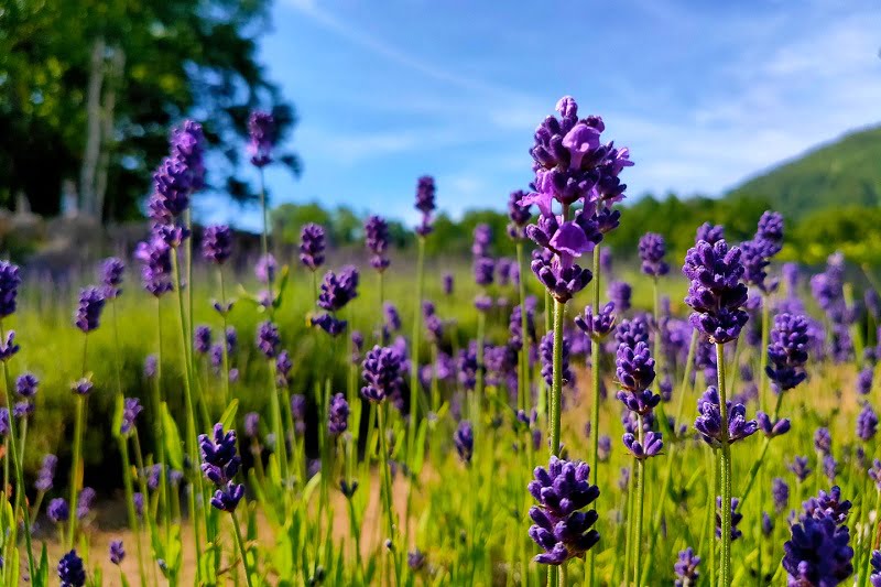 Bring Home the Fragrance of lavender, Lavender Picking Experience Hold at Rusutsu