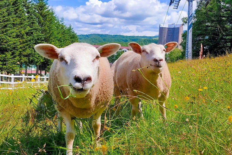 ひつじひろば